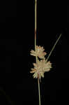 Bentawn flatsedge